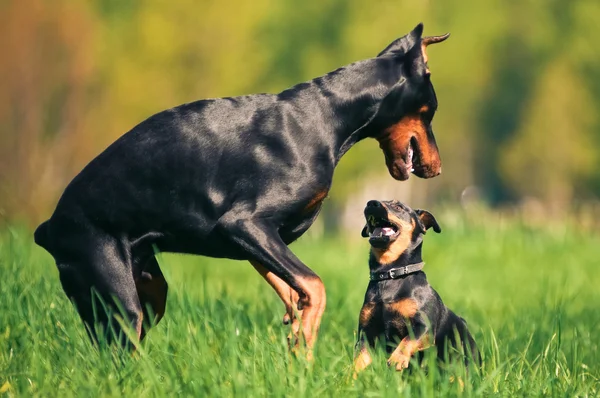 黒いドーベルマン犬ピンシャーと — ストック写真
