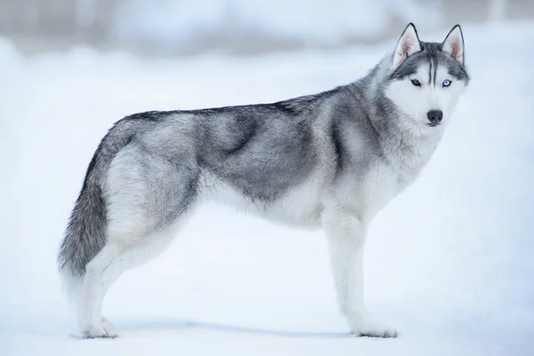 Siberische husky op witte sneeuw — Stockfoto