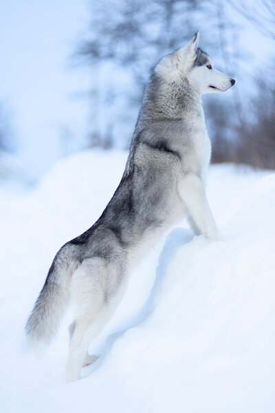 Portrait of Siberian husky on white snow in winter