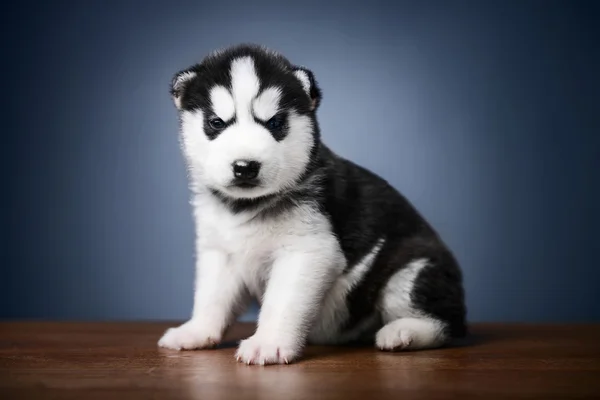 ลูกสุนัขของไซบีเรีย husky — ภาพถ่ายสต็อก