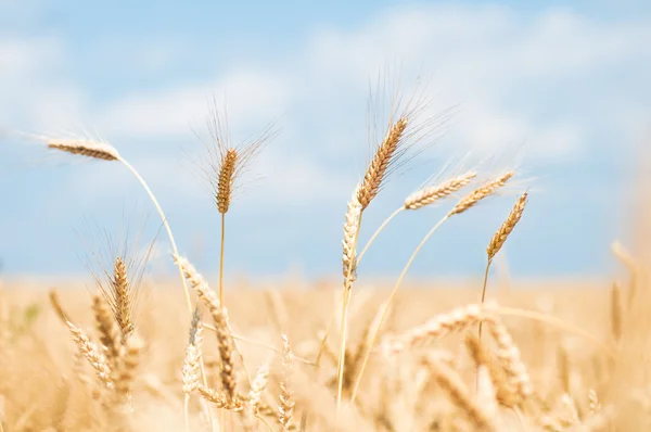 밀 밭 과푸른 하늘 — 스톡 사진