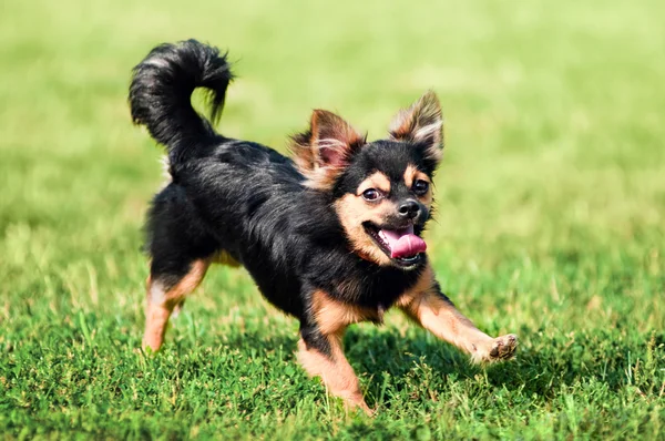 Fluffig chihuahua springa på grönt gräs — Stockfoto