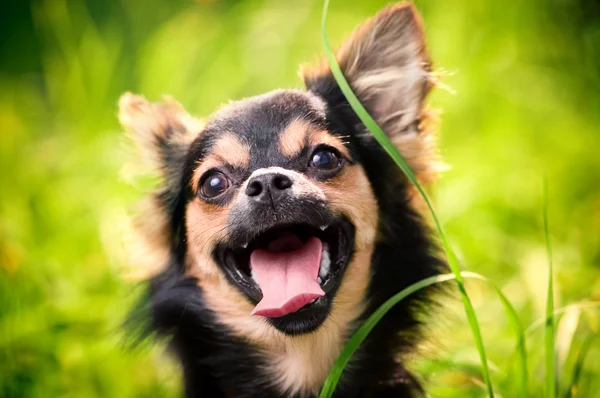 Fluffy chihuahua sits on grass — Stock Photo, Image