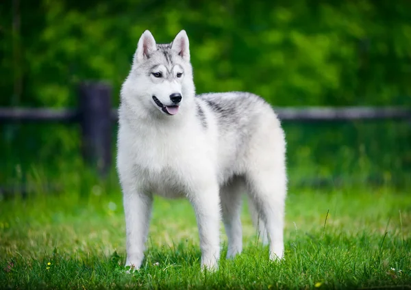 Siberian husky na zielonej trawie — Zdjęcie stockowe