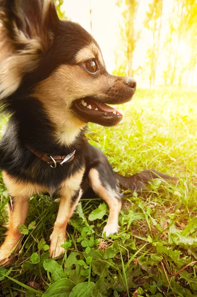 Flauschiger Chihuahua sitzt auf grünem Gras — Stockfoto
