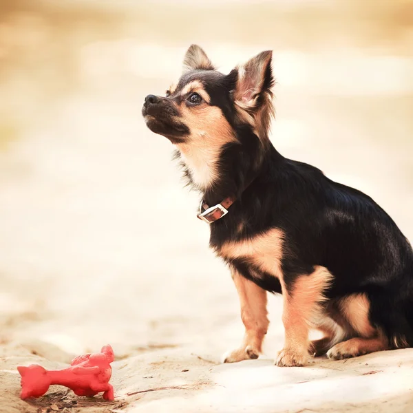 Flauschiger Chihuahua sitzt auf dem Boden — Stockfoto