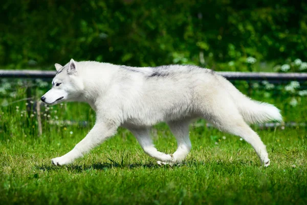 Siberian husky på grönt gräs — Stockfoto