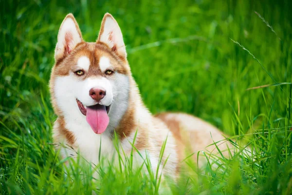 Siberische husky op groen gras — Stockfoto