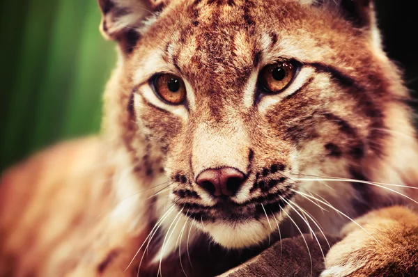 Muzzle of wild lynx — Stock Photo, Image