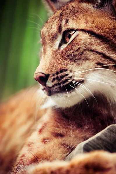Ρύγχος του άγρια lynx — Φωτογραφία Αρχείου