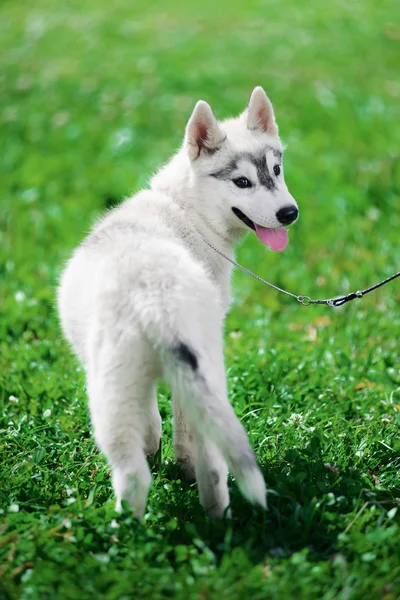 Welpen von sibirischen Huskys — Stockfoto