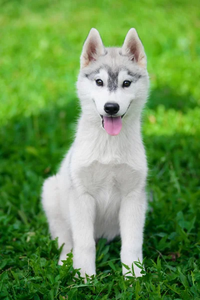 Cachorro de husky siberiano — Foto de Stock