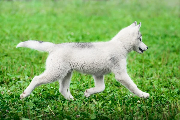 Szibériai husky kiskutya — Stock Fotó