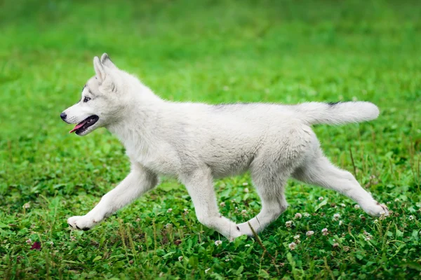 Szczeniak z syberyjskiego husky — Zdjęcie stockowe