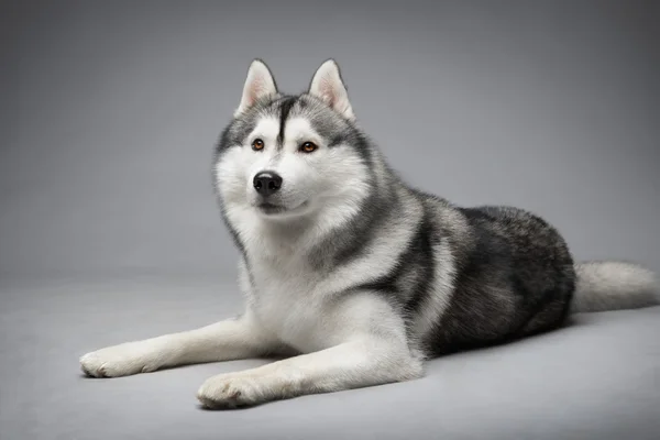 Sibirien Husky hund — Stockfoto