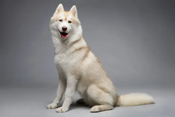 Sibirien Husky hund — Stockfoto