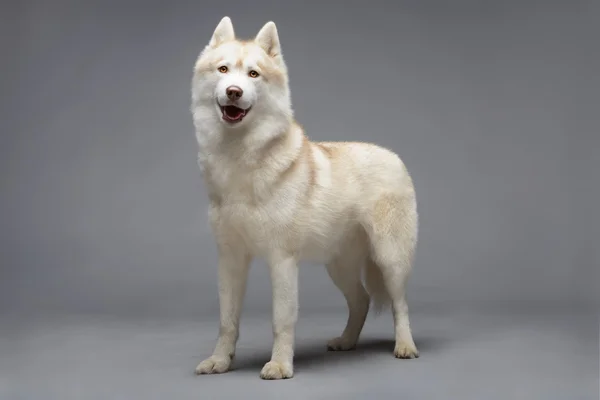 Perro Husky siberiano — Foto de Stock