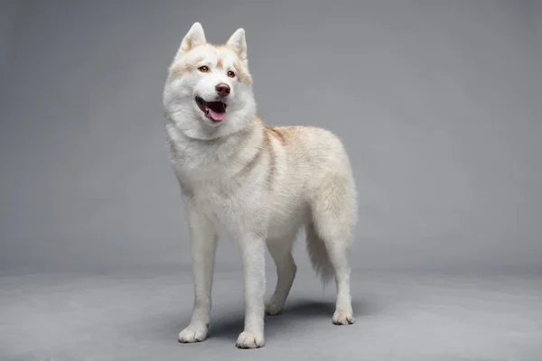 Сибірський хаски собака — стокове фото