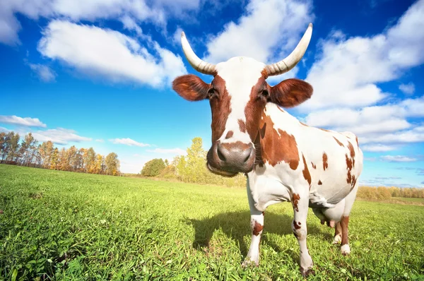 Una vaca pastando en el prado — Foto de Stock
