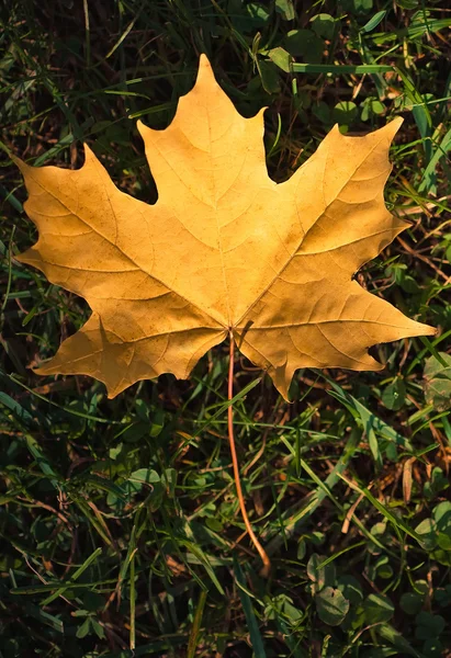 Vibrant autumn leaf — Stock Photo, Image