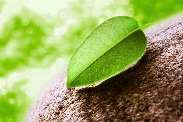 Foglia di tè verde — Foto Stock