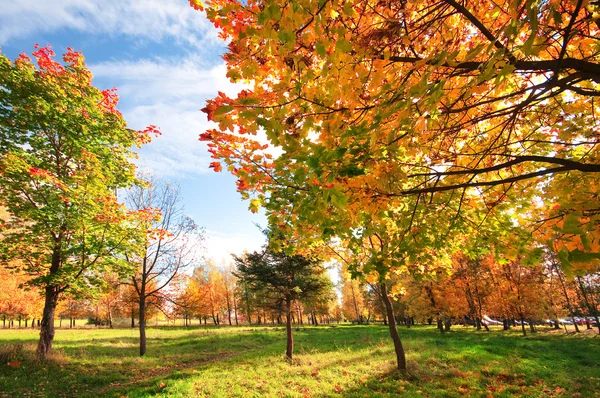 Paisaje otoñal con árboles — Foto de Stock