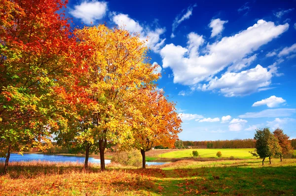 Paysage d'automne avec arbres — Photo