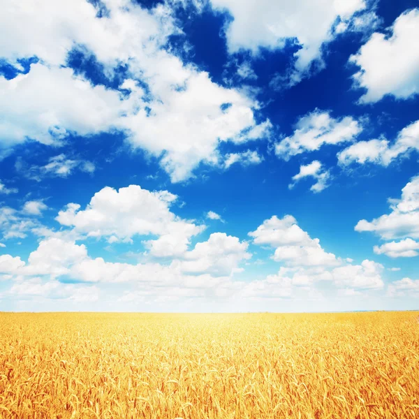 麦畑と青空 ロイヤリティフリーのストック画像