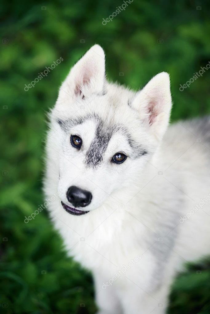 Puppy of Siberian husky