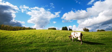 Bir inek çayırda otlatma