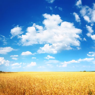 Buğday tarlası ve mavi gökyüzü