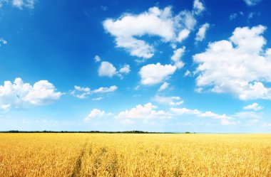 Buğday tarlası ve mavi gökyüzü