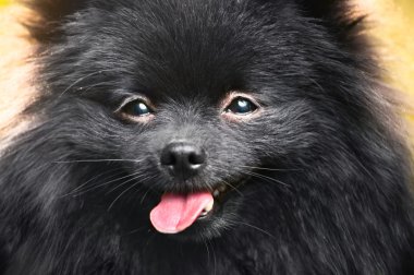 Sevimli siyah shpitz
