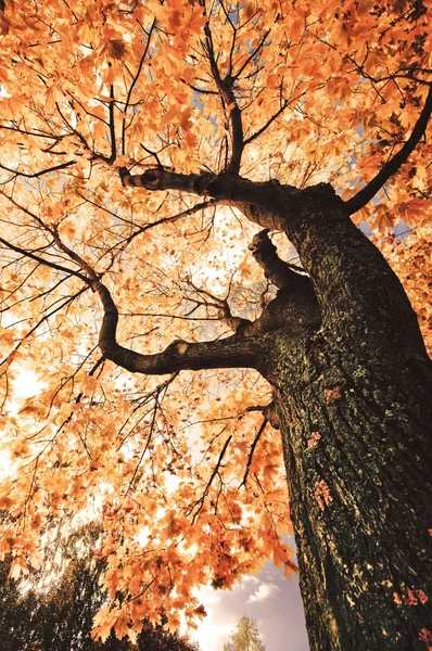 Autumn landscape with tree — Stock Photo, Image