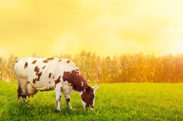 Jedna kráva pasoucí se na louce — Stock fotografie