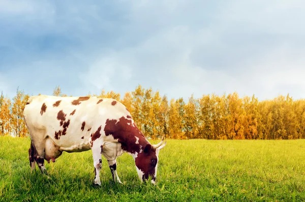 Una vaca pastando en el prado — Foto de Stock