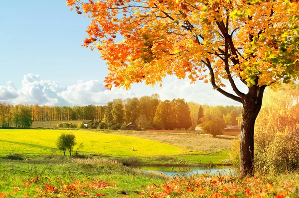 Outono Paisagem com árvores — Fotografia de Stock