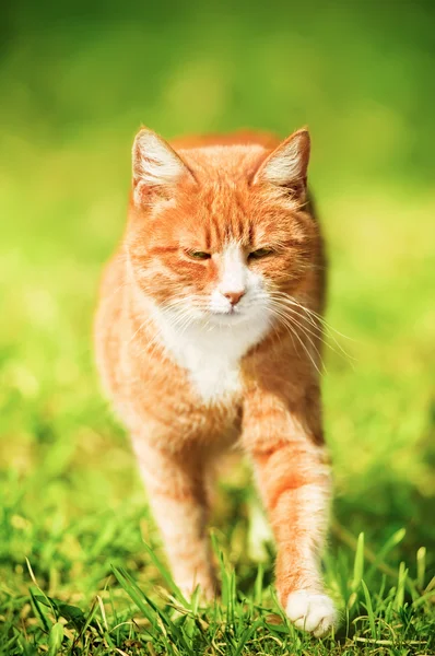 Gato vermelho na grama verde — Fotografia de Stock