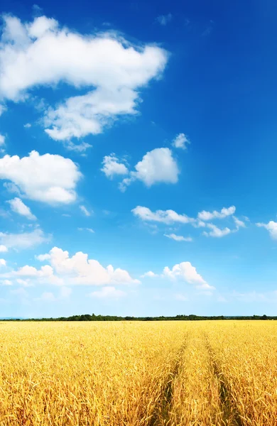 Πεδίο σιταριού και γαλάζιος ουρανός — Φωτογραφία Αρχείου