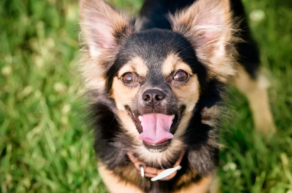 Flauschiger Chihuahua steht auf grünem Gras — Stockfoto