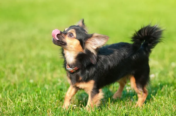 Flauschiger Chihuahua steht auf grünem Gras — Stockfoto