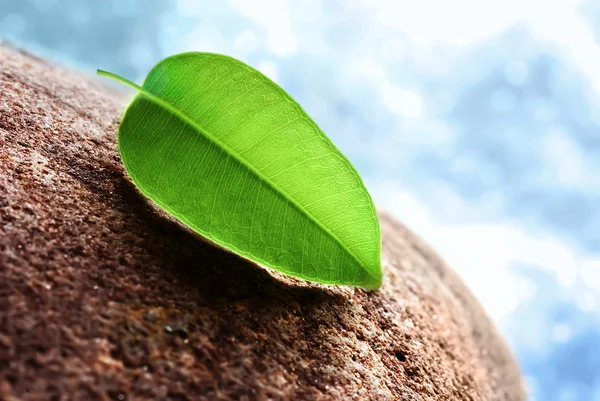 Green leaf on stone — Stock Photo, Image