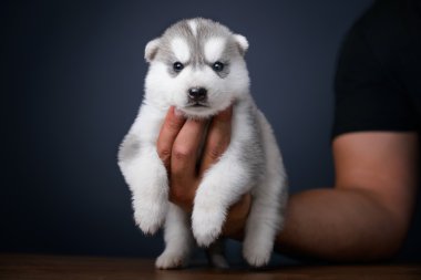 Sibirya kurt köpeği.