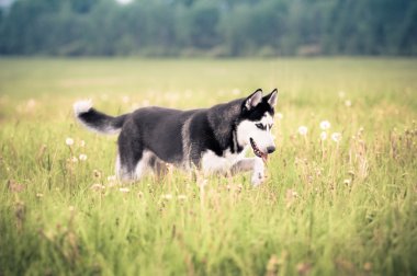 Husky çim üzerinde çalışan