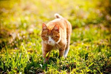 çimenlerin üzerinde kırmızı kedi