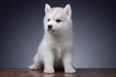 Sibirya kurt köpeği.