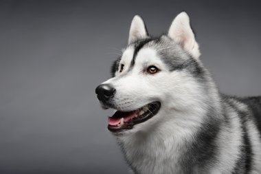 güzel siberian dış yapraklar