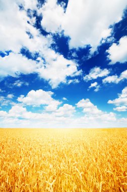 Buğday tarlası ve mavi gökyüzü