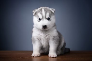 Sibirya kurt köpeği.