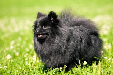 Çimenlerin üzerinde siyah shpitz